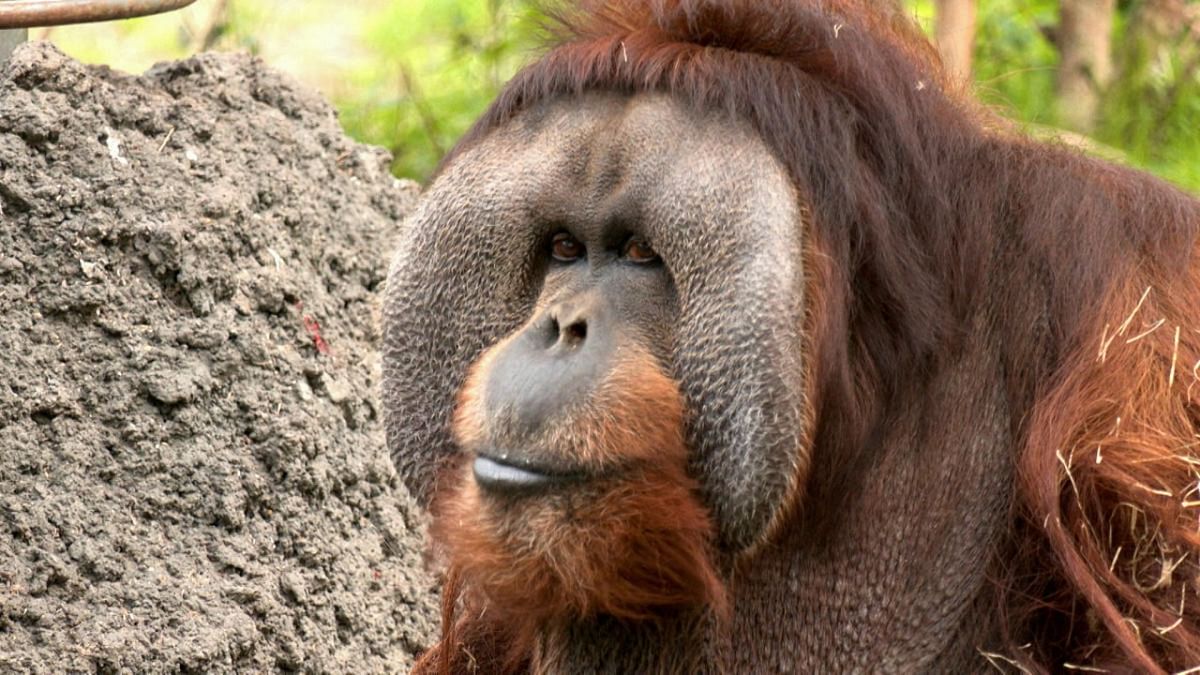 Rudi Valentino, a male orangutan and one of the Houston Zoo's longtime residents, is seen during one of his last public appearances before he died on December 19 at age 45, in Houston, Texas. Credit: Reuters photo