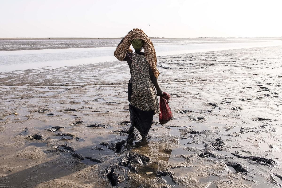 A woman collects cockles along the edge of the Sine Saloum Delta in Simal. The Sine Saloum Delta is a recognised world heritage site, celebrated for its mangroves, bird life and rich culture of fishing, salt mining and agriculture. Credit: AFP Photo
