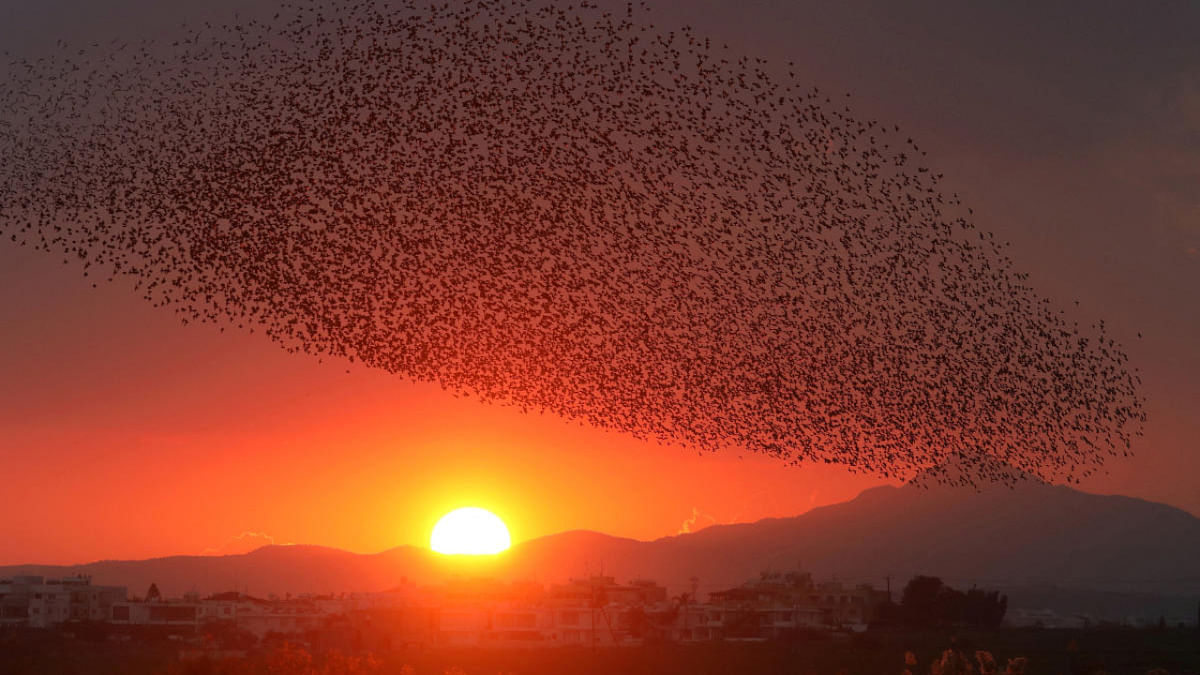 Thousands of starlings fly in a murmuration during sunset at Oroklini Lake near Larnaca, Cyprus. Credit: Reuters Photo