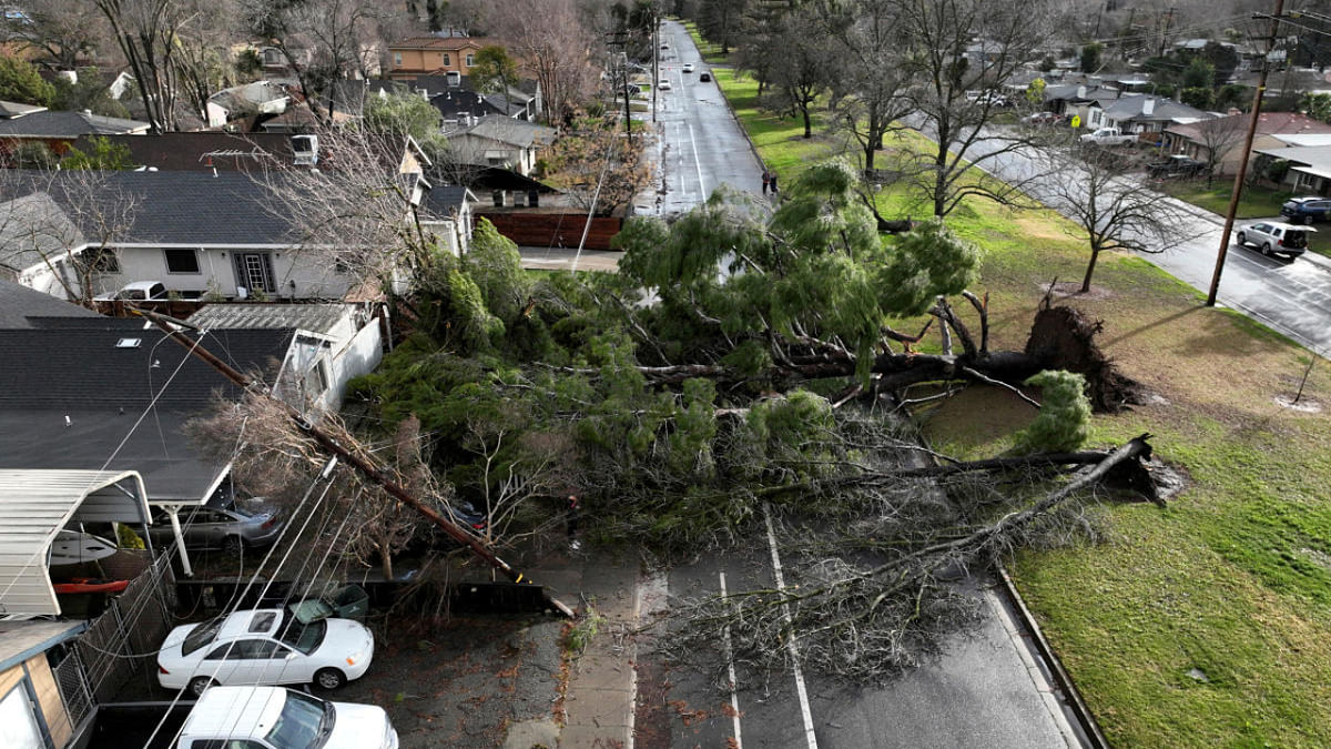 A large tree fell during rainstorms in Sacramento, California. Credit: Reuters Photo