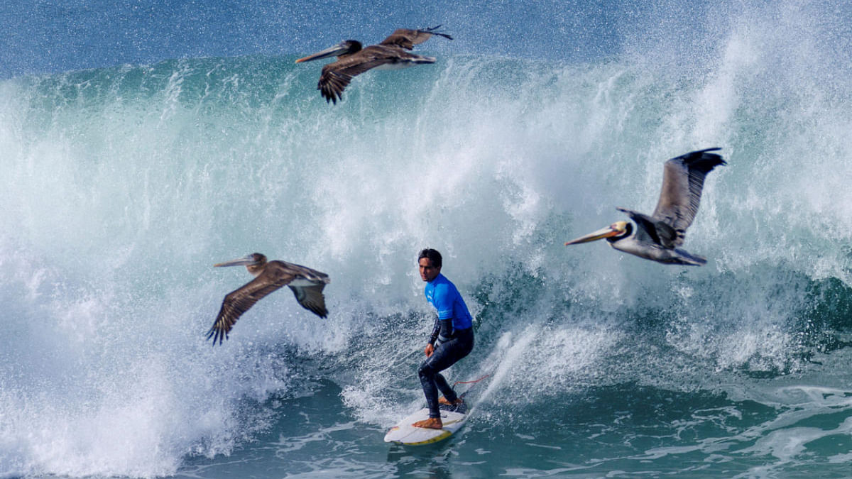 Brown pelicans fly past Eli Hanneman of the US as he competes during the Men’s quarter-finals at the WSL World Junior Surf Championships at Cardiff Reef in Encinitas. Credit: Reuters Photo