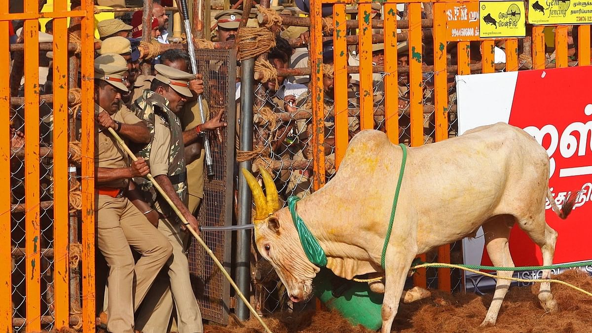Policemen react next to a bull during an annual bull-taming festival 'Jallikattu' in Palamedu village on the outskirts of Madurai. Credit: AFP Photo