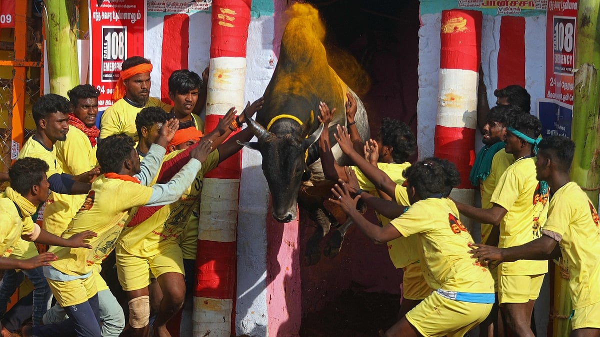 10 amazing pictures from Jallikattu 2023