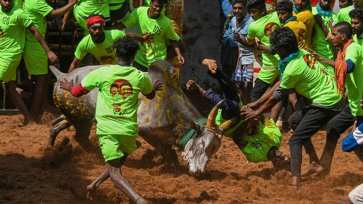 This robust sport is a test of grit as the bulls fiercely run past the men while the tamers attempt to get on to its humps to emerge victorious. Credit: PTI Photo
