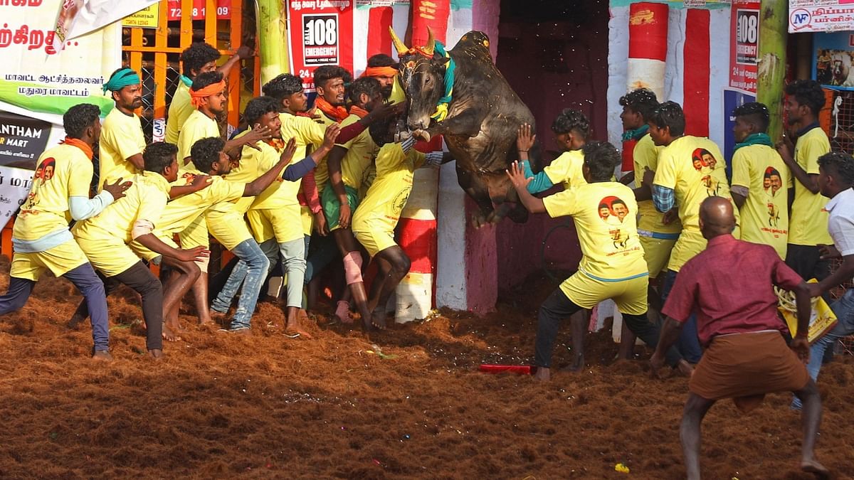 The Jallikattu festival is considered very dangerous as the bull-taming sport can turn fatal or result in injuries. Credit: AFP Photo