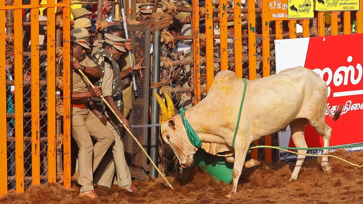 Policemen try to save themselves from an attack during the annual bull-taming festival Jallikattu in Palamedu village on the outskirts of Madurai. Credit: AFP Photo