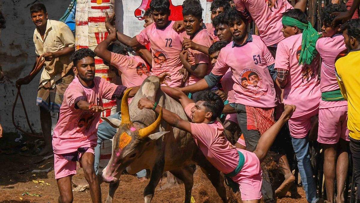 A traditional sport, Jallikattu involves releasing a bull into a crowd of people who attempt to take full control of the animal. Credit: PTI Photo