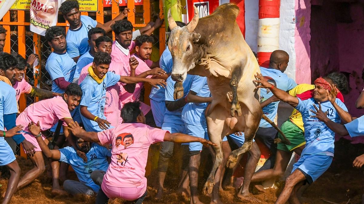 A group of bull tamers tries to bring a bull under control as they participate in the Jallikattu event as part of Pongal celebrations near Madurai. Credit: PTI Photo