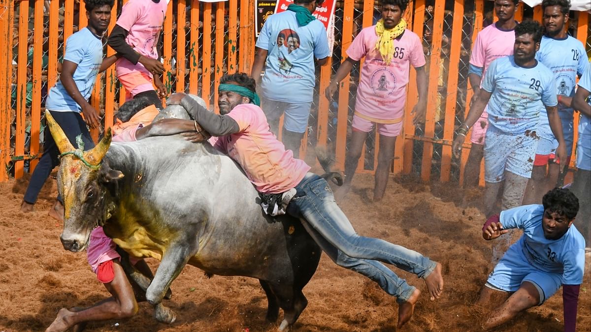 Two men struggle to bring a bull under control in the Jallikattu event as part of 'Pongal' celebrations near Madurai. Credit: PTI Photo