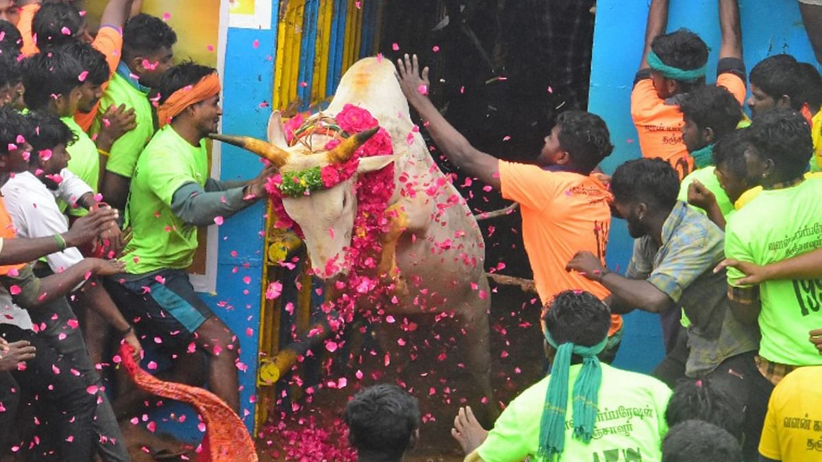 Bull tamers try to tame a bull during Jallikattu in Pudukkottai, Tamil Nadu. Credit: PTI Photo