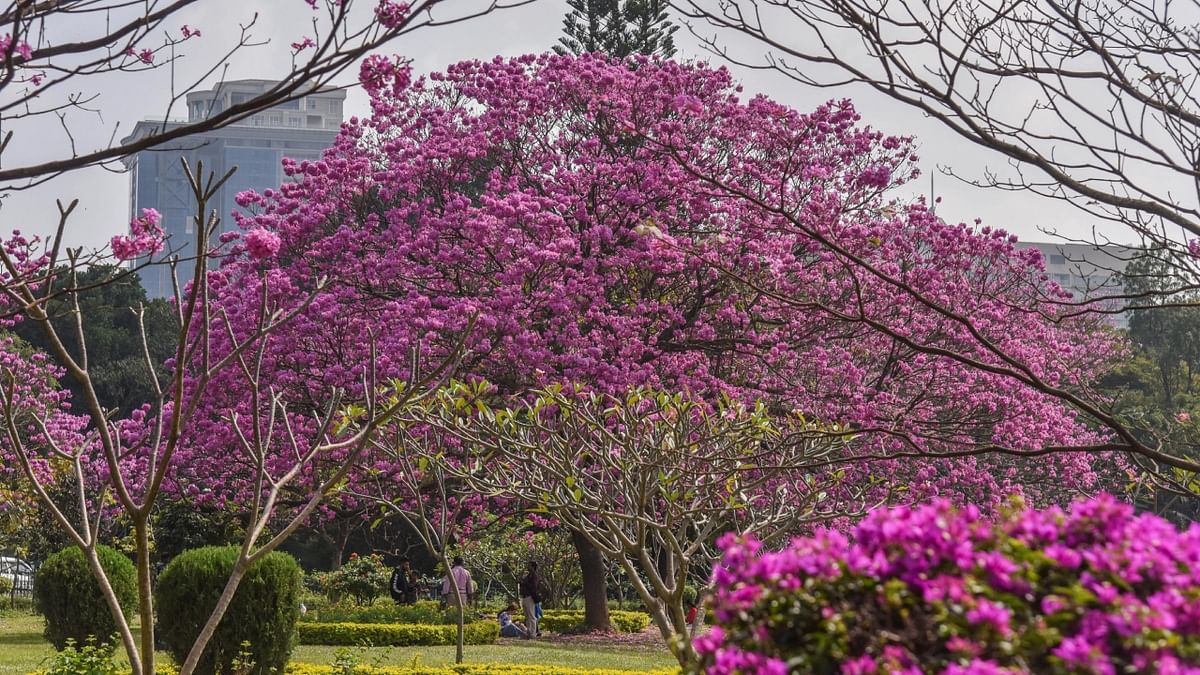 In Pics | Blooming trumpet trees paint Bengaluru pink