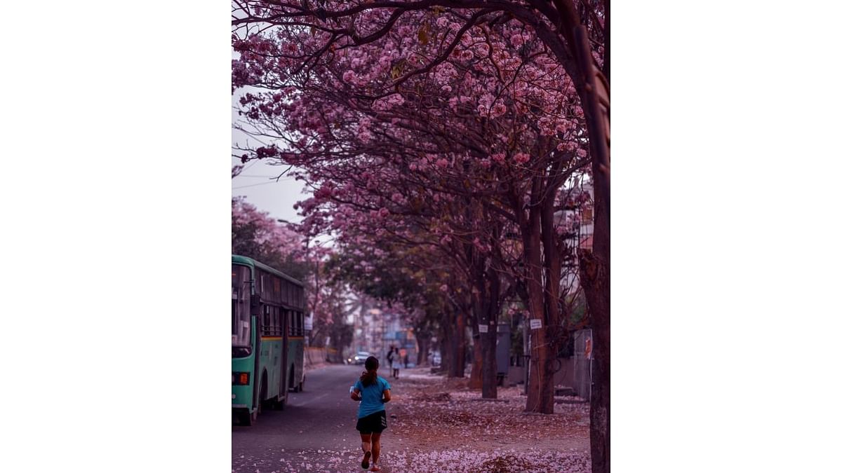 The Pink Trumpets or the Tabebuia Avellaneda, which were brought by the British, added colour to Bengaluru as they were clicked in full bloom. Credit: Twitter/@KarnatakaWorld