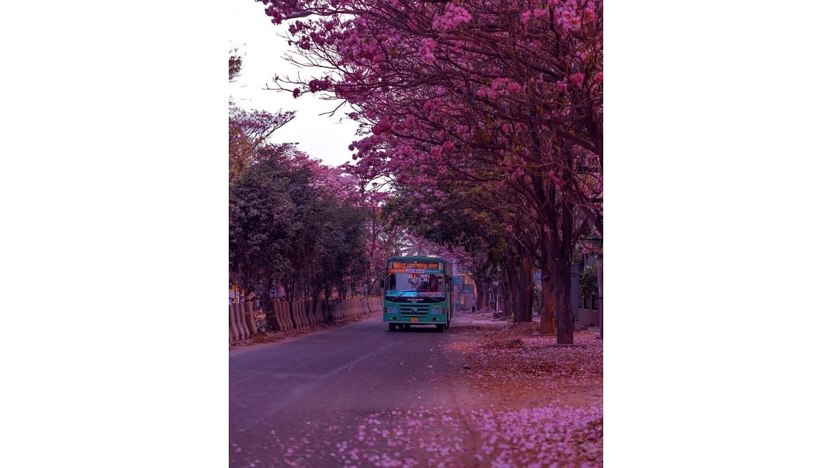 Amazing pictures of blooming trees clicked by photographer Biplab Mohapatra were shared by Karnataka Tourism and have gone viral online. Credit: Twitter/@KarnatakaWorld