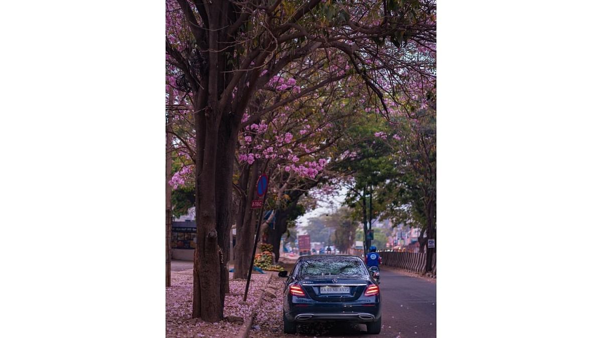 The full blooming of Tabebuia Avellaneda flower marks the beginning of summer and one can find these beautiful sights near Raj Bhavan, Cubbon Park, Karnataka High Court and Vidhana Soudha. Credit: Twitter/@KarnatakaWorld