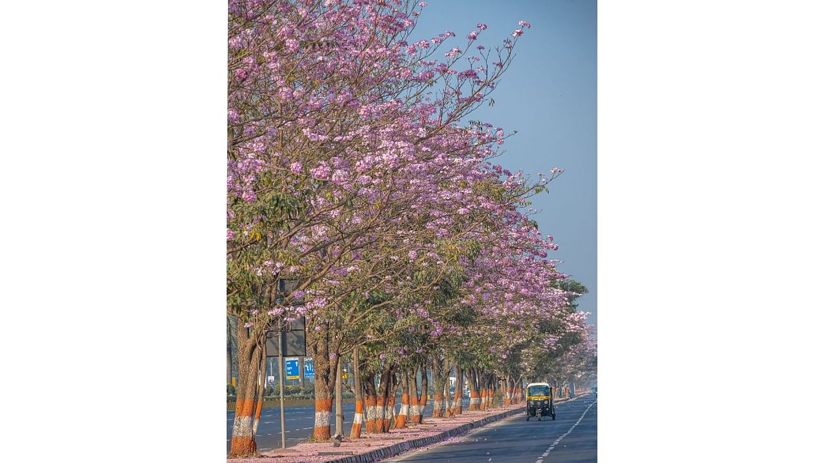 The blossoms also attracts innumerable visitors. Credit: Ujwal Puri (Instagram/@ompsyram)
