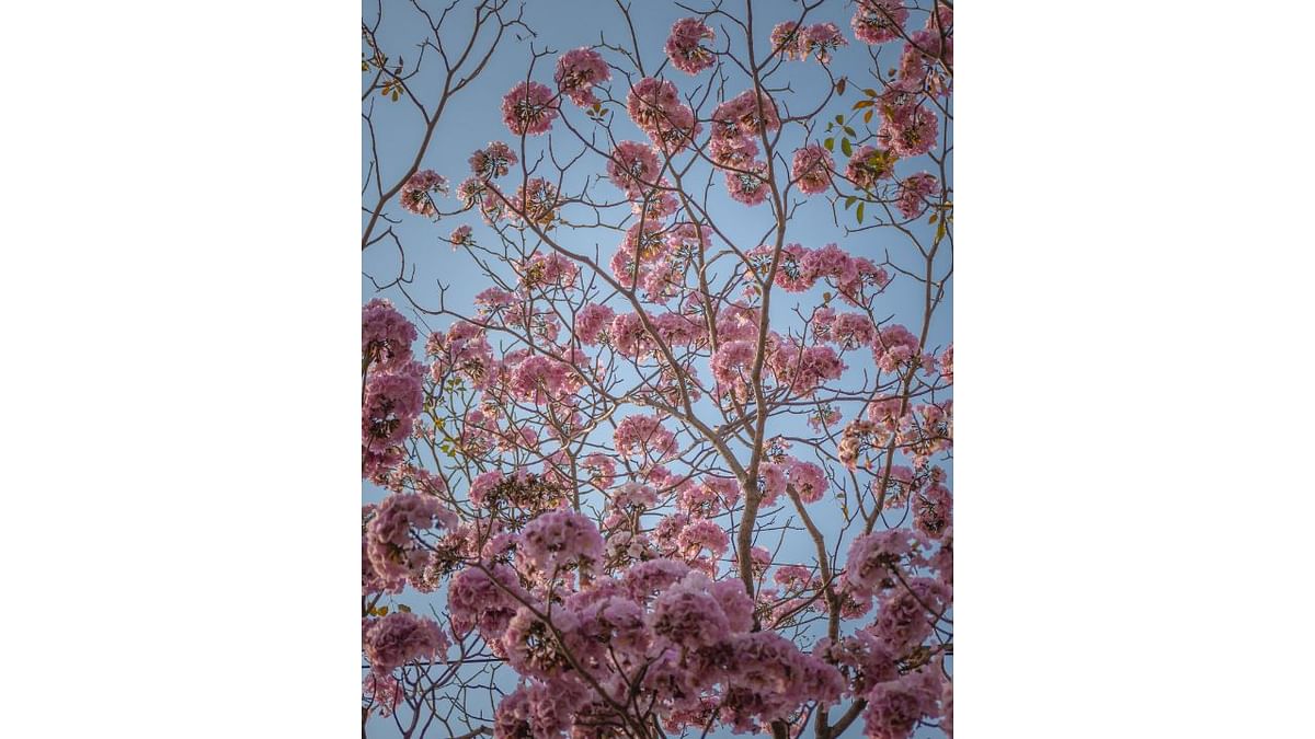 These plants typically flower between December and February. Credit: Ujwal Puri (Instagram/@ompsyram)