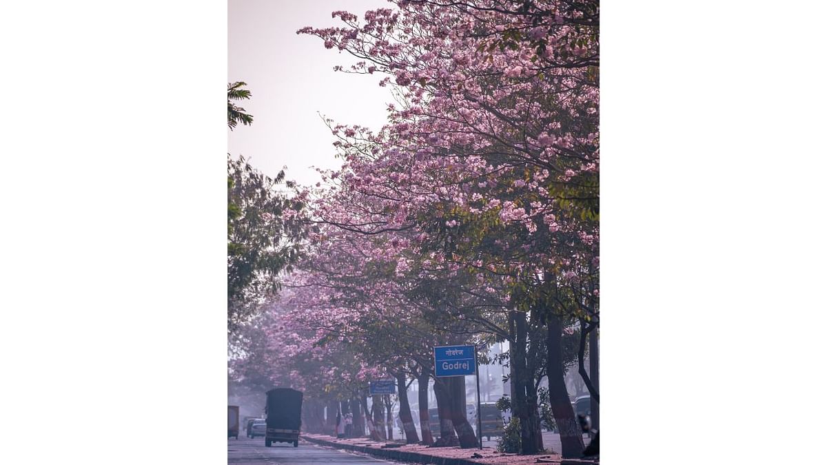 The Eastern Express Highway between Ghatkopar and Vikhroli in Mumbai is peppered with these pink blossoms. Credit: Ujwal Puri (Instagram/@ompsyram)
