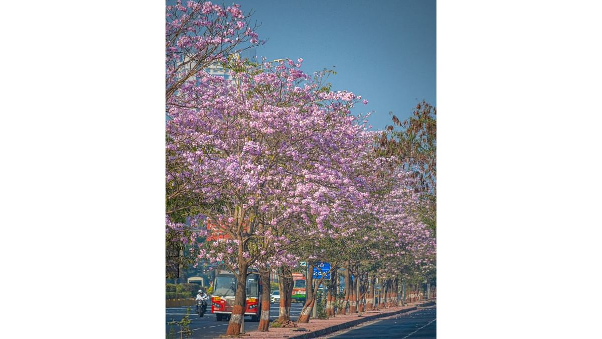 The sight of pink flowers carpeting the entire road has passersby mesmerised. Credit: Ujwal Puri (Instagram/@ompsyram)