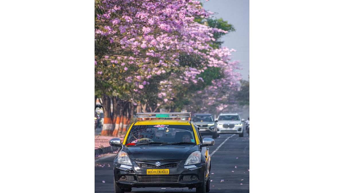 Tabebuia rosea, also called pink poui, and rosy trumpet tree, blossoms once in a year painting the city in pink. Credit: Ujwal Puri (Instagram/@ompsyram)