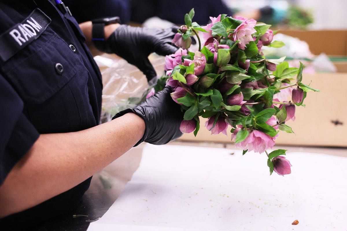U.S. Customs and Border Protection (CBP) agriculture specialist Kaeturah Ramson inspects flowers ahead of this year's Valentine's Day at JFK Airport. Credit: Getty Images via AFP