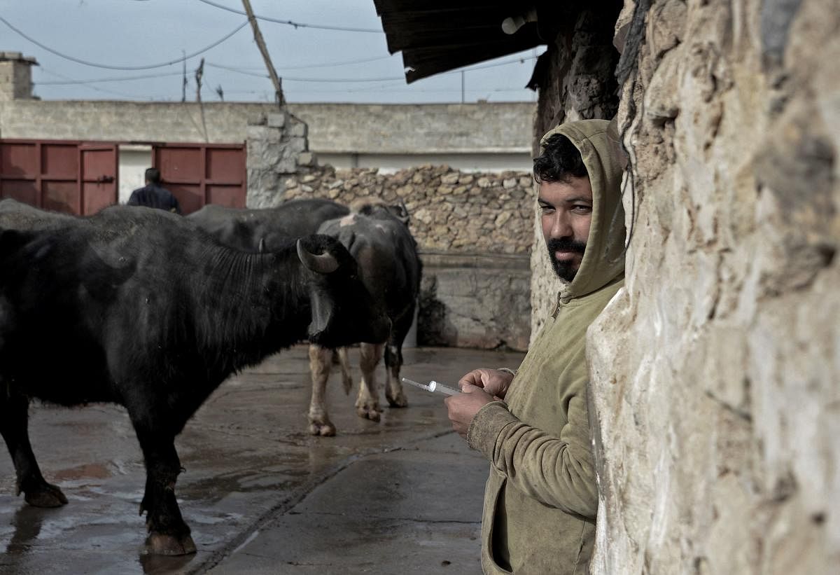 Iraqi farmer Saadoun Roumi, who has lost five of his 15 buffaloes to foot-and-mouth variant despite vaccinating his entire herd, stands at his farm in the village of Badush. Credit: AFP Photo