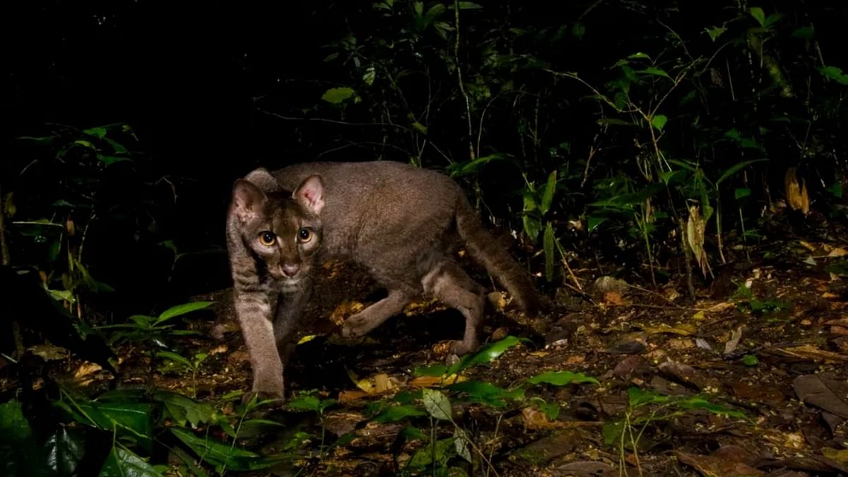 African golden cat in Kibale National Park in Uganda. Reportedly, there are still less than five high-resolution photographs of this cat in the wild till date. Credit: Sebastian Kennerknecht/Wildlife Photographer of the Year
