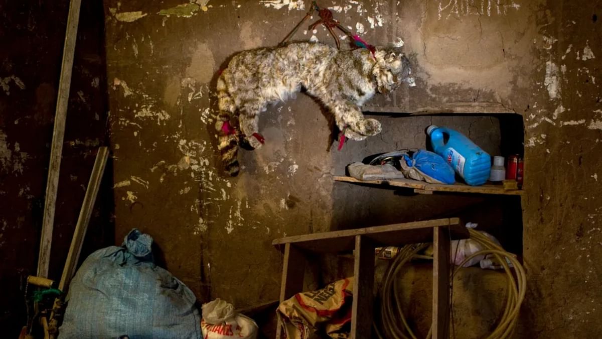 A stuffed Andean cat hangs in a shed in Abra Granada, Argentina. Credit: Sebastian Kennerknecht/Wildlife Photographer of the Year