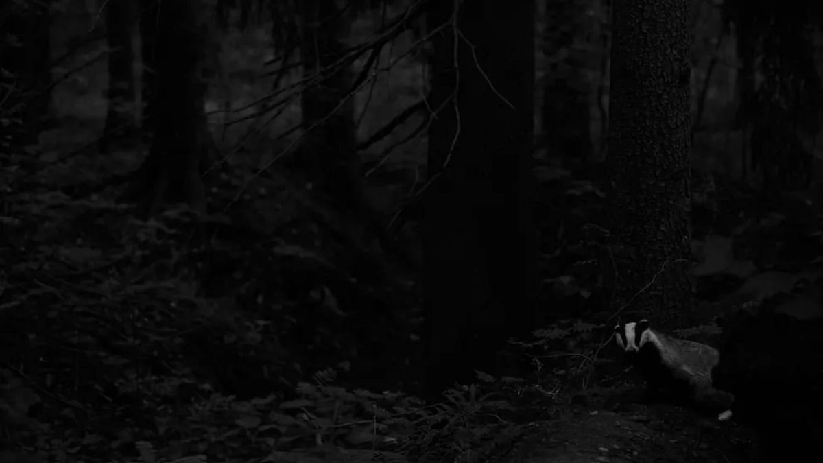 Badger in a forest near Helsinki, Finland. Credit: Sami Vartiainen/Wildlife Photographer of the Year