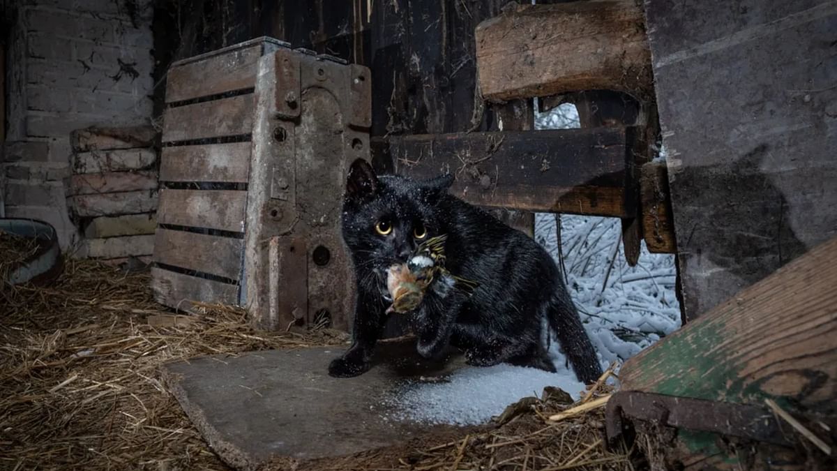 A cat arrives with its fresh kill at a barn in Radolinek, a small village in Poland. Credit: Michał Michlewicz/Wildlife Photographer of the Year
