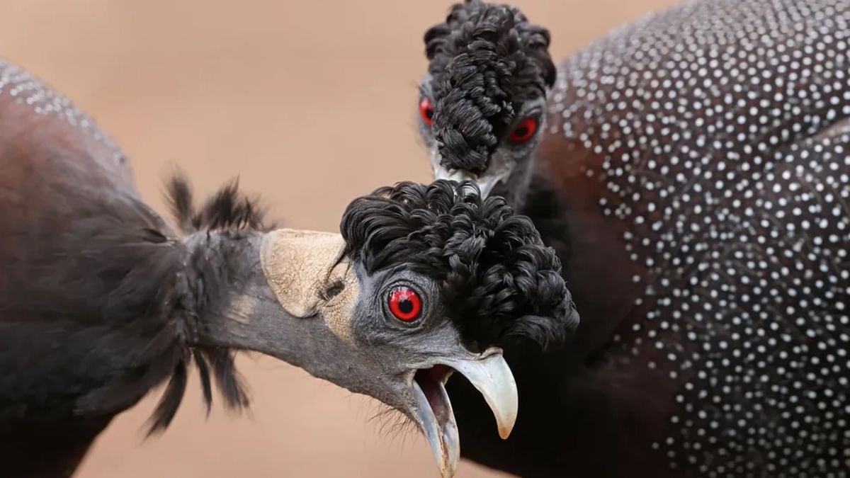 Crested guineafowl in South Africa’s Kruger National Park. Credit: Richard Flac/Wildlife Photographer of the Year