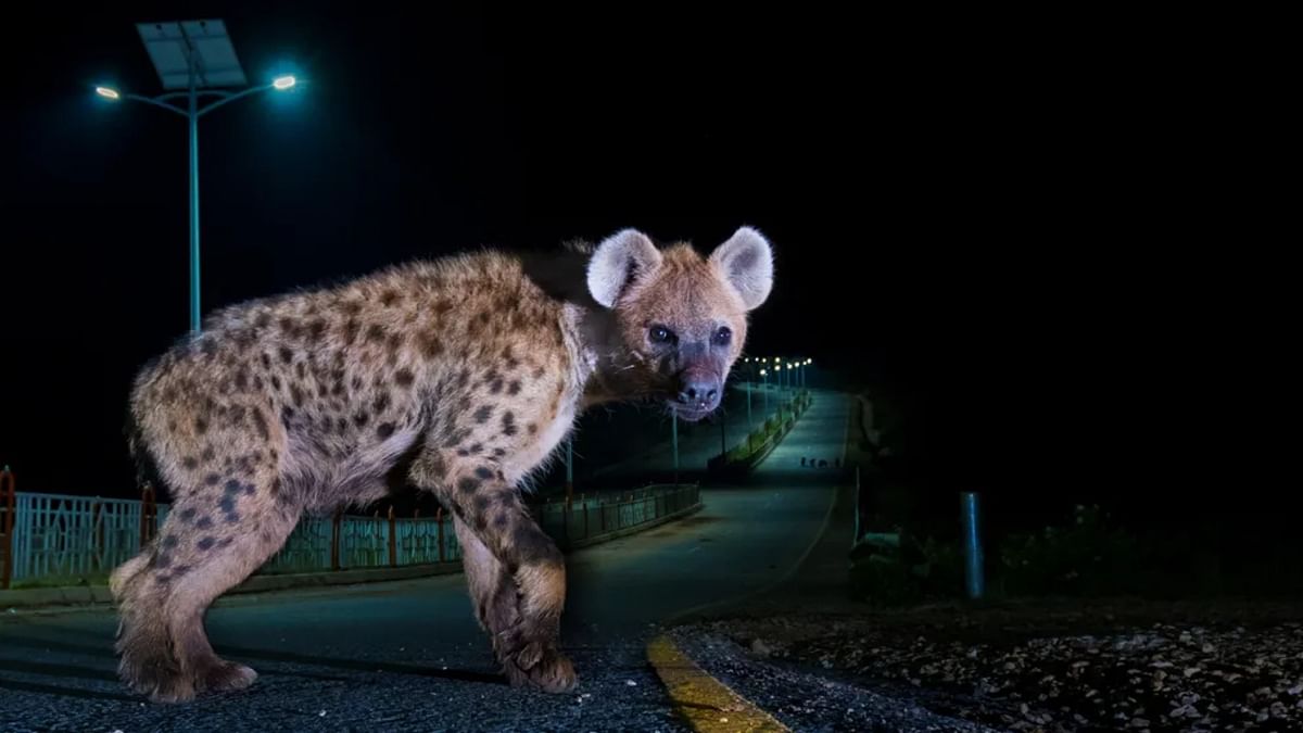 A hyena on the outskirts of Harar, Ethiopia. Credit: Sam Rowley/Wildlife Photographer of the Year