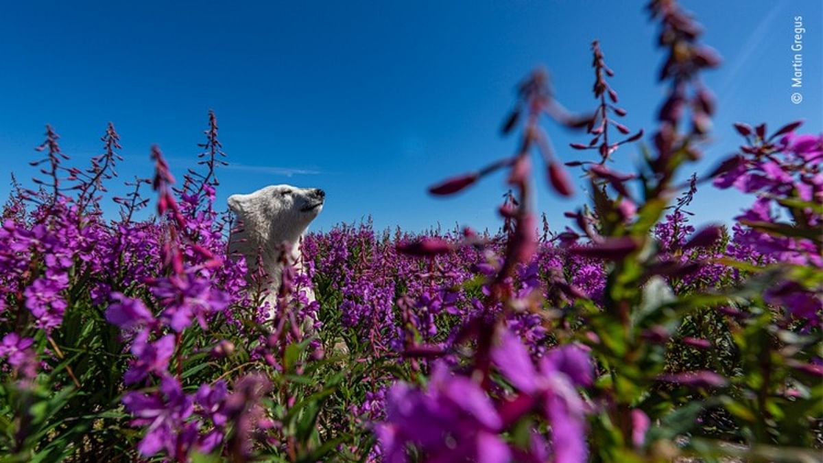 Polar bear cub playing in a mass of fireweed on the coast of Hudson Bay, Canada. Credit: Martin Gregus/Wildlife Photographer of the Year