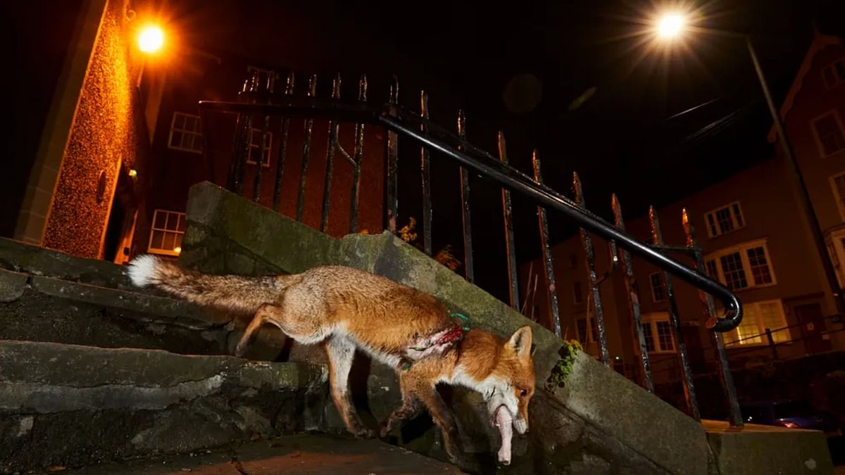 A red fox in the UK city of Bristol. Credit: Simon Withyman/Wildlife Photographer of the Year