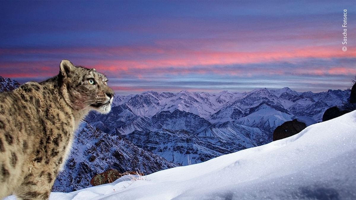 Snow leopard in the mountains of Ladakh in northern India. This image has won the Wildlife Photographer of the Year 58 People's Choice Award. Credit: Sascha Fonseca/Wildlife Photographer of the Year