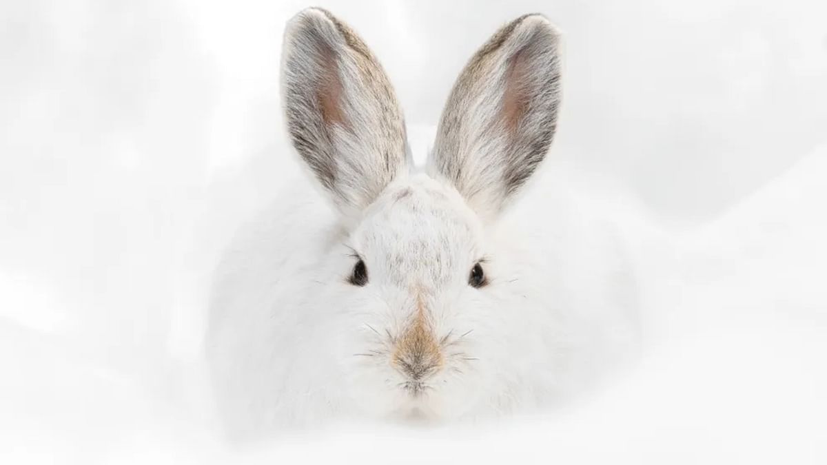 Snowshoe hare in the forests of the Rocky Mountain National Park, Colorado. Credit: Deena Sveinsson/Wildlife Photographer of the Year