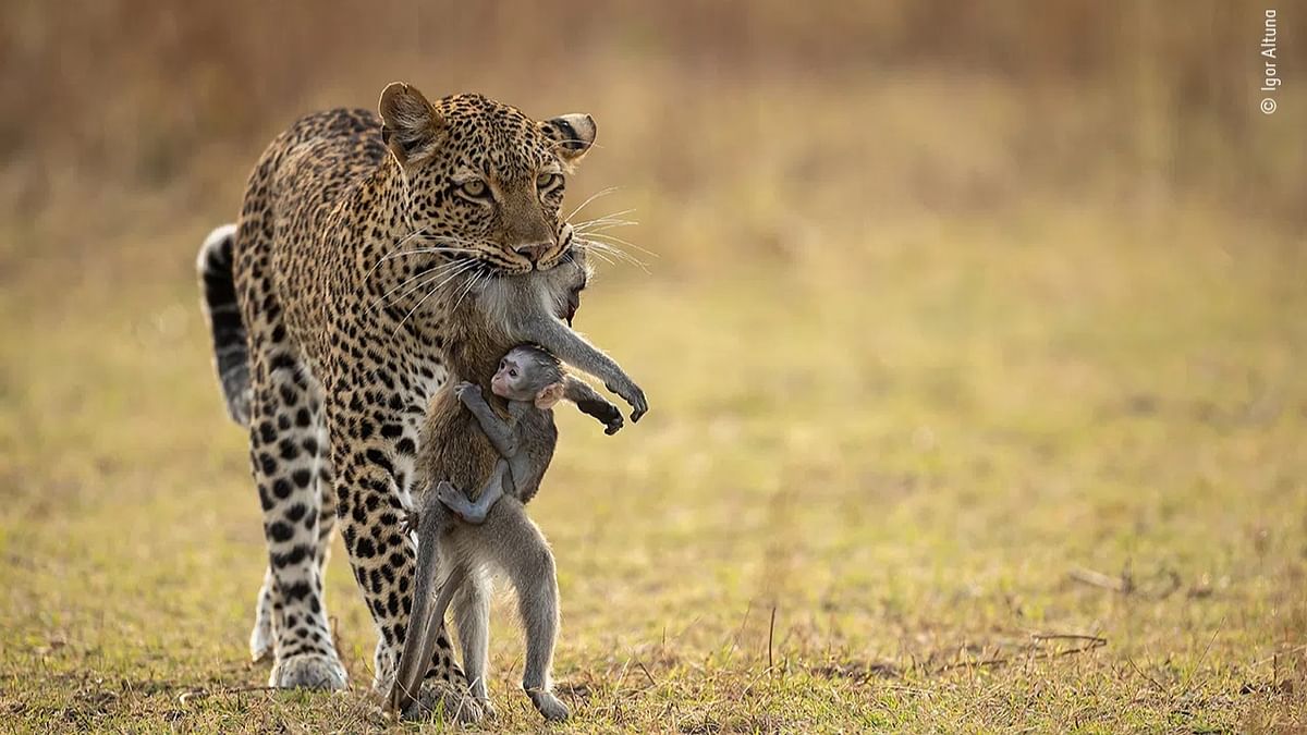 This photograph of leopardess hunting a monkey in Zambia’s South Luangwa National Park. The monkey’s baby was still alive and clinging to its mother. Photographer Igor watched as the predator walked calmly back to her own baby. Credit: Igor Altuna/Wildlife Photographer of the Year