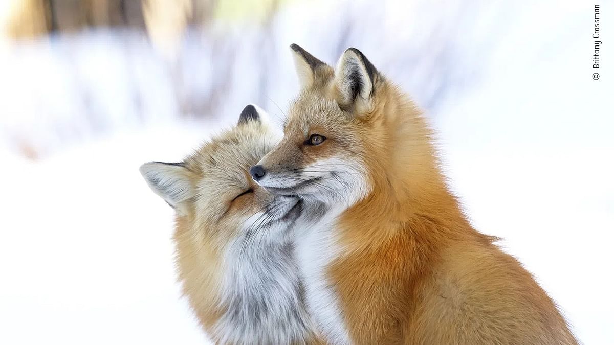 Fox affection by Brittany Crossman won a special award in this year's People's Choice Award competition. Credit: Brittany Crossman/Wildlife Photographer of the Year