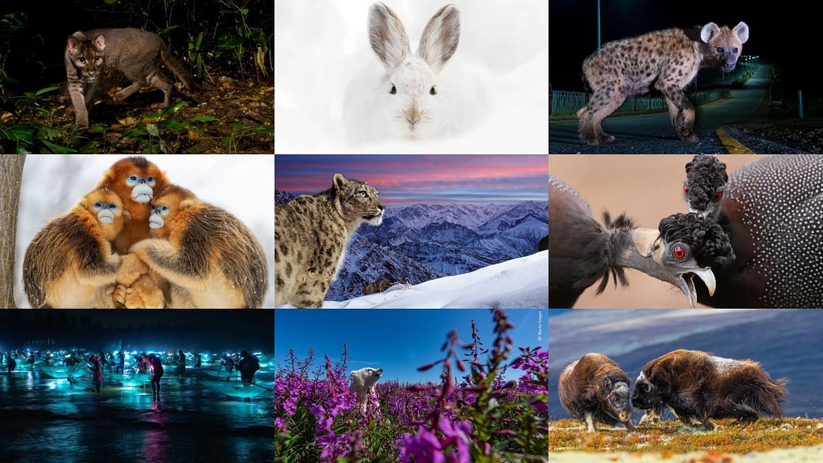 Stunning pictures from the Wildlife Photographer of the Year