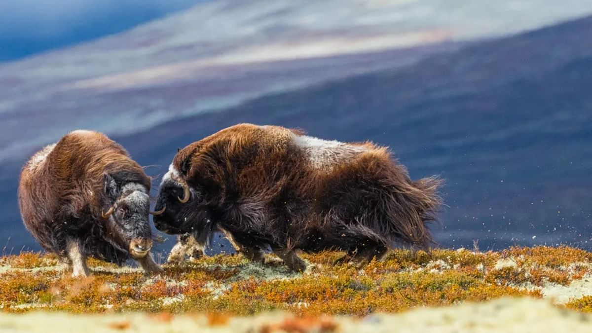 Two female muskoxen attack each other in Dovrefjell-Sunndalsfjella National Park in Norway. Credit: Miquel Angel Artus Illana/Wildlife Photographer of the Year