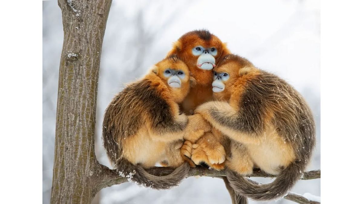 Three golden snub-nosed monkey hug each other to keep warm in the extreme winter cold. Credit: Minqiang Lu/Wildlife Photographer of the Year