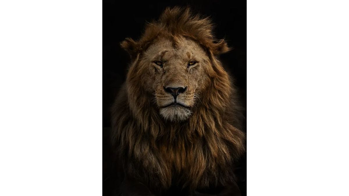 Portrait of Olobor, one of the famous five-strong coalition of males in the Black Rock pride in Kenya’s Maasai Mara National Reserve also won a special award. Credit: Marina Cano/Wildlife Photographer of the Year