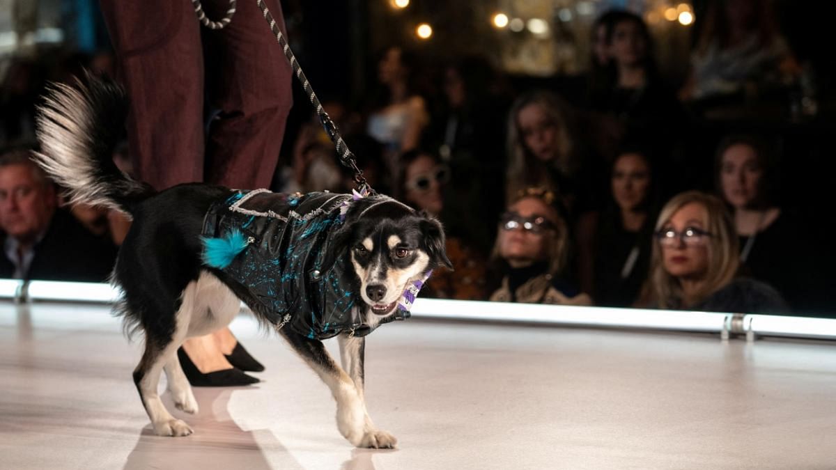 A dog walks on the runway during the CatWalk FurBaby show during the New York Fashion Week in New York, U.S., February 10, 2023.  Credit: Reuters Photo