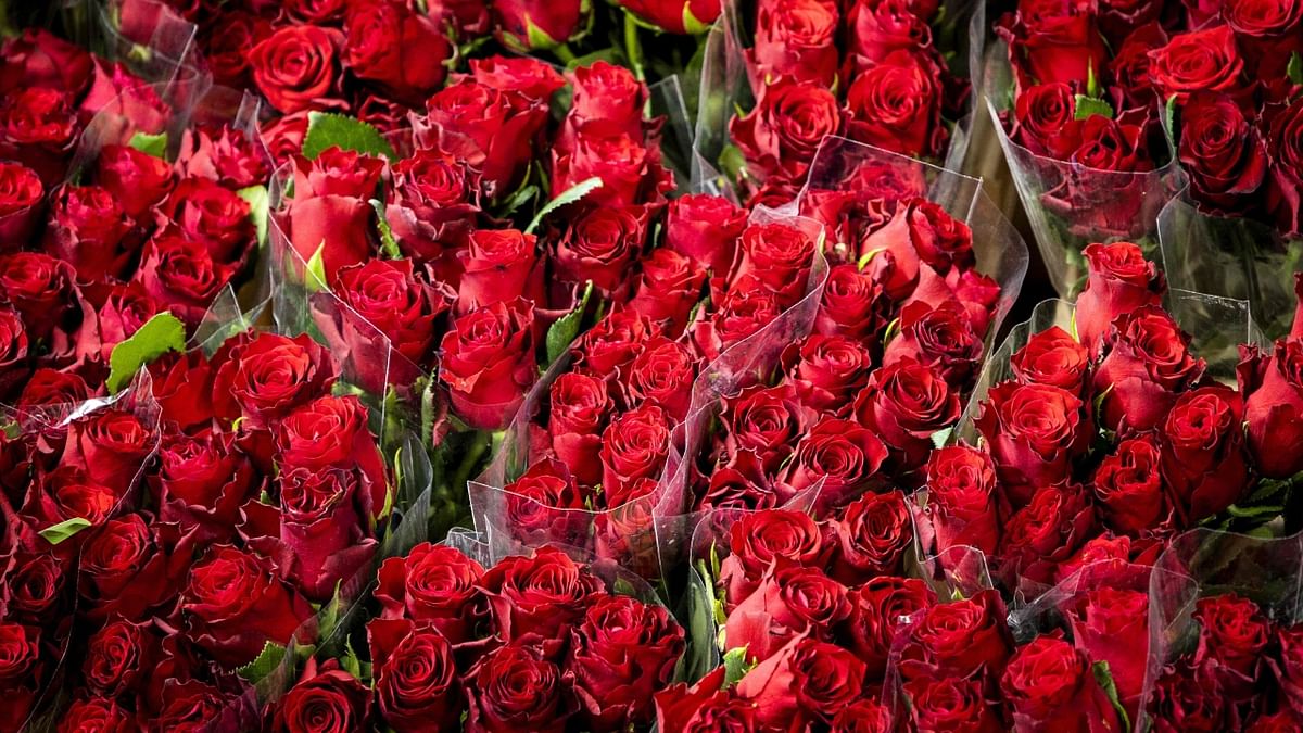 Valentine's Day is the busiest day of the year for florists. This year, 188 tonnes of flowers were sent from Mumbai. In 2022, 170 tonnes of flowers were sent via Mumbai airport. Credit: AFP Photo
