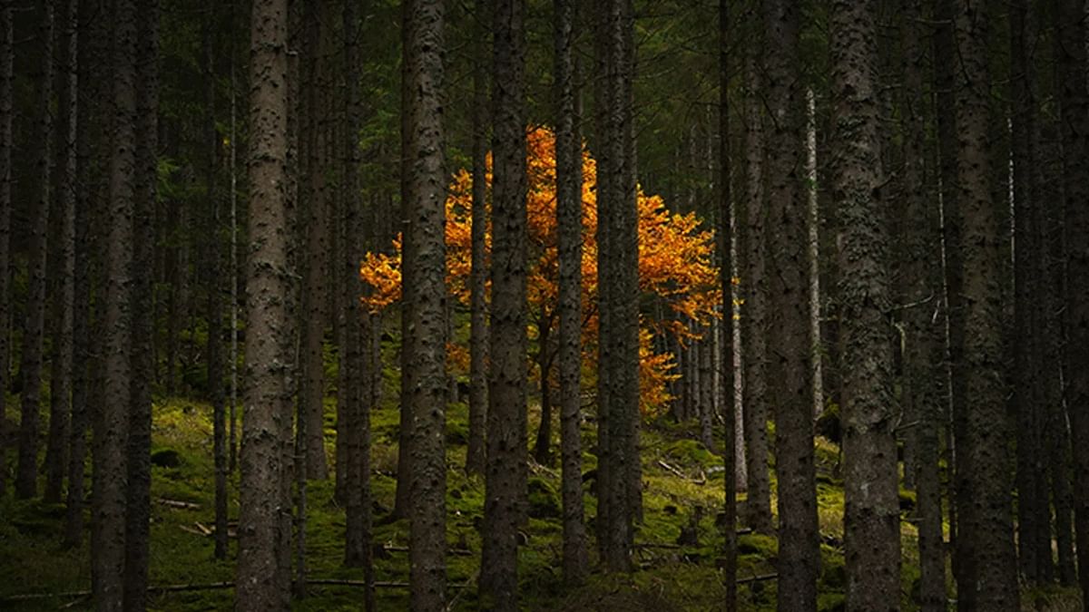 Honorable Mention: On a road trip through the Austrian Alps, photographer Alex Berger spotted this golden tree blooming from between the trunks. Credit: Alex Berger