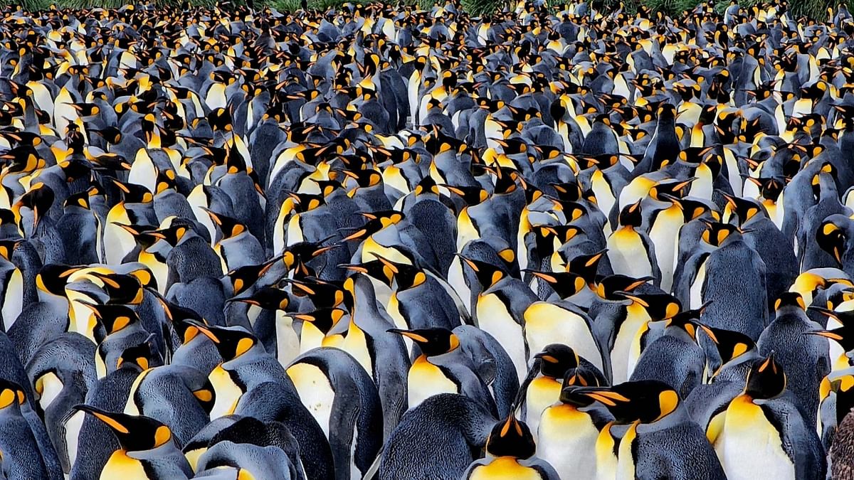 Honorable Mention: King penguins crowd together on the beaches of the island of South Georgia. Credit: Rhez Solano