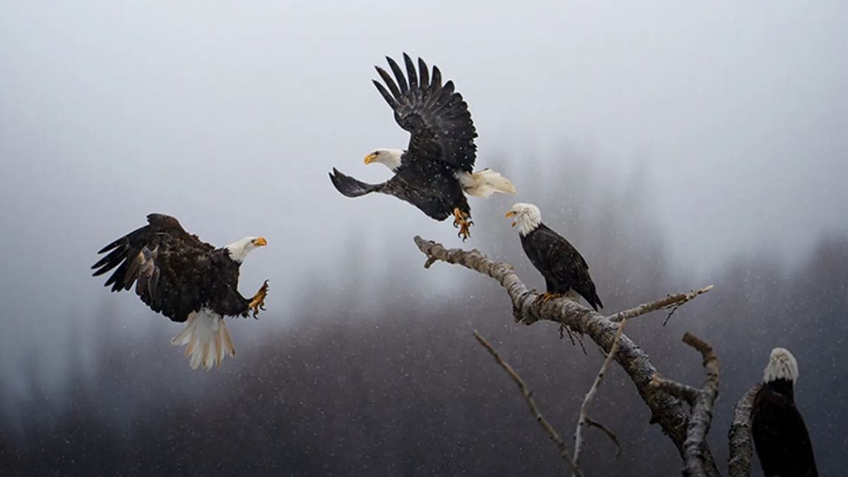 Grand Prize Winner: Beating over 5,000 entries, Indian-American Karthik Subramaniam, a San Francisco-based software engineer, won the 2023 National Geographic 'Pictures of the Year' award for his photo titled 'Dance of the Eagles'. Credit: Karthik Subramaniam