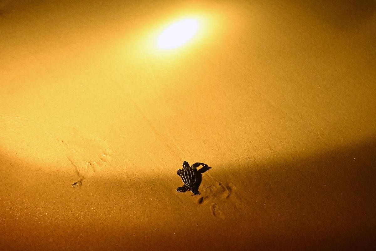 A young leatherback turtle makes their way to the sea after hatching on Bang Khwan beach in the coastal Thai province of Phang Nga. Credit: Reuters Photo