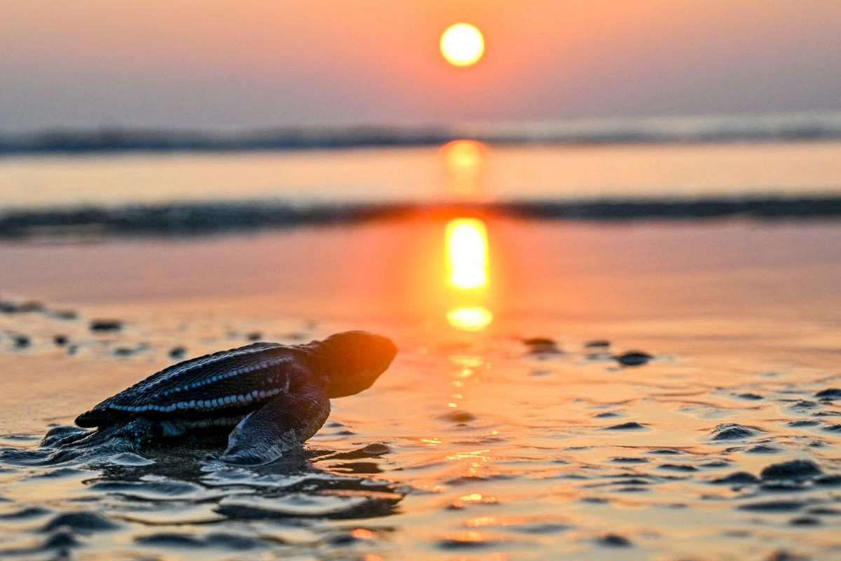 A small Leatherback sea turtle heads towards the sea during the sunset at Lhoknga beach in Aceh province. Credit: AFP Photo