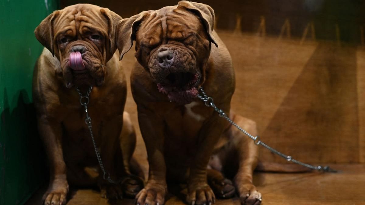 Dogue de Bordeaux dogs wait in their pen on the second day of the Crufts dog show at the National Exhibition Centre in Birmingham, central England. Credit: AFP Photo
