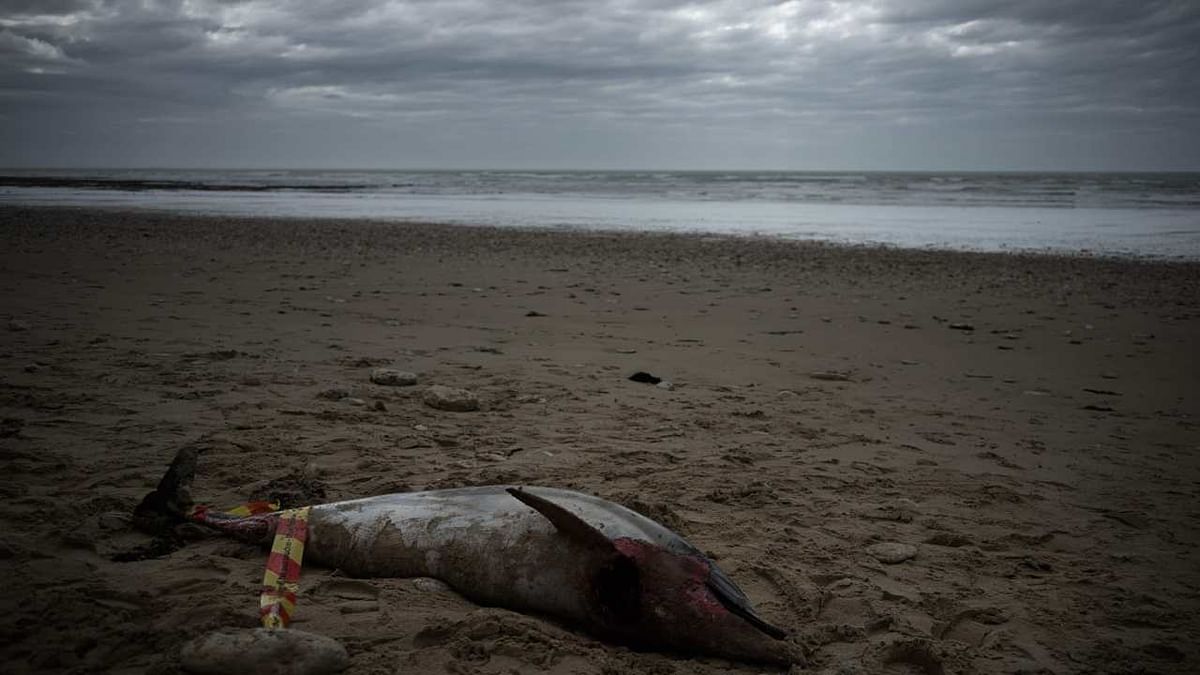 A dead dolphin lies on the beach of Le Bois-Plage-en-Re, on Île de Ré , southwestern France. Credit: AFP Photo